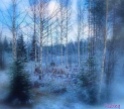 Finlandia - prima neve